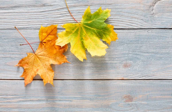 Sonbahar sezonu arka plan, sarı akçaağaç yaprakları