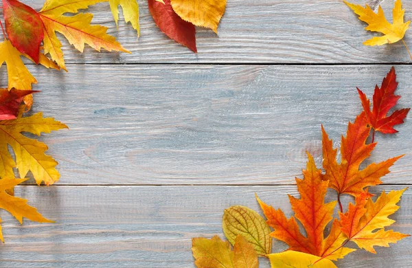 Sonbahar sezonu arka plan, canlı akçaağaç yaprakları