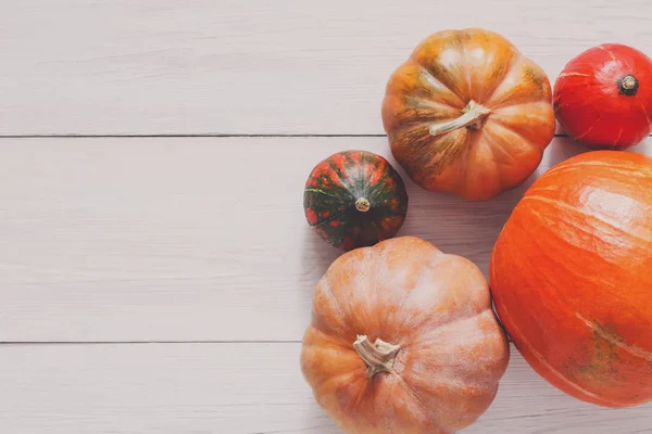 Herbsternte Kürbisse Hintergrund mit Kopierraum — Stockfoto