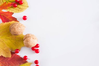 Beyaz arka plan üzerinde izole sonbahar sarı akçaağaç yaprakları