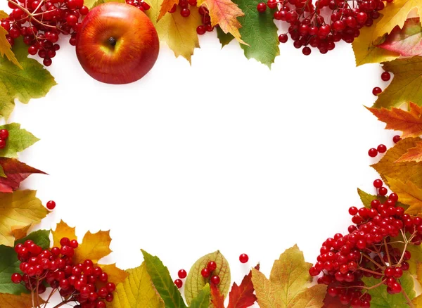 Beyaz arka plan üzerinde izole sonbahar rowan sarı yaprakları