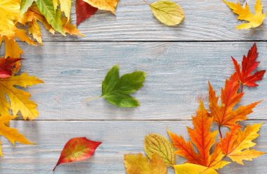 Sonbahar sezonu arka plan, canlı akçaağaç yaprakları