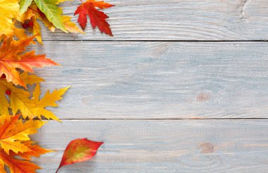 Sonbahar sezonu arka plan, canlı akçaağaç yaprakları