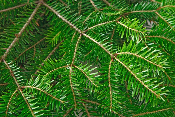 Green Thuja Tree Branches Background. Natural Needles Backdrop