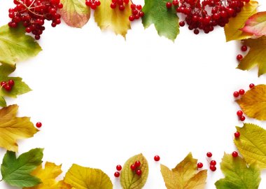 Beyaz arka plan üzerinde izole sonbahar rowan sarı yaprakları