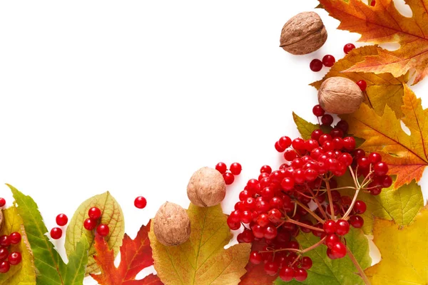 Beyaz arka plan üzerinde izole sonbahar sarı akçaağaç yaprakları