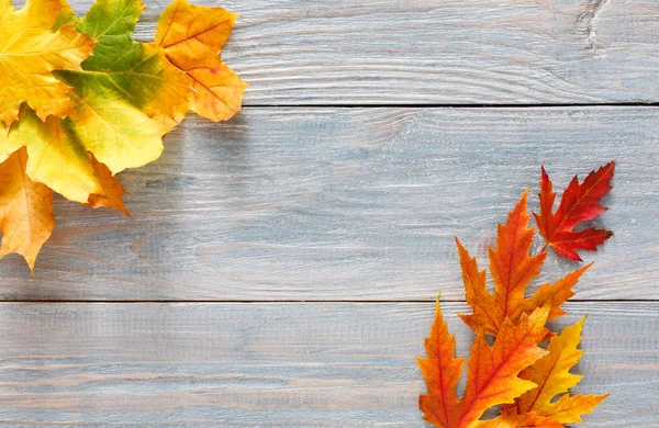 Sonbahar sezonu arka plan, canlı akçaağaç yaprakları