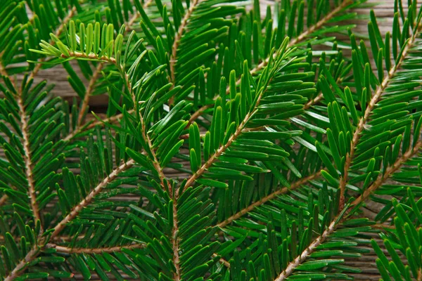 Christmas tree branches background — Stock Photo, Image