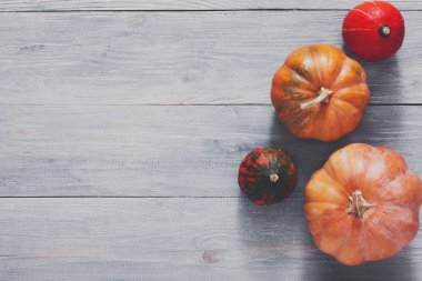 Sonbaharda hasat kabaklar arka plan kopya alanı ile