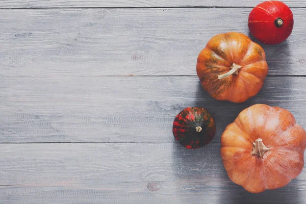 Sonbaharda hasat kabaklar arka plan kopya alanı ile