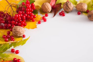 Beyaz arka plan üzerinde izole sonbahar sarı akçaağaç yaprakları