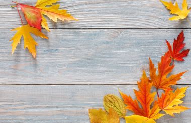 Sonbahar sezonu arka plan, canlı akçaağaç yaprakları