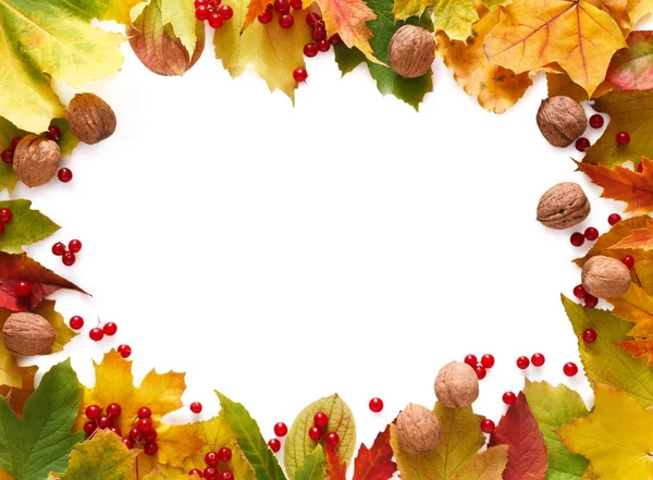 Herbst Ahorn gelbe Blätter isoliert auf weißem Hintergrund — Stockfoto
