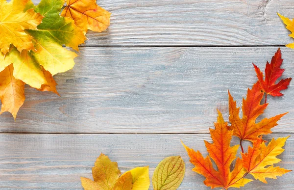 Sonbahar sezonu arka plan, canlı akçaağaç yaprakları