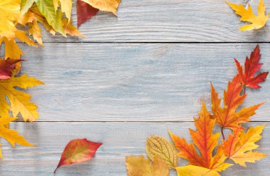 Sonbahar sezonu arka plan, canlı akçaağaç yaprakları