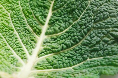 Savoy lahana yaprağı doku makro arka plan