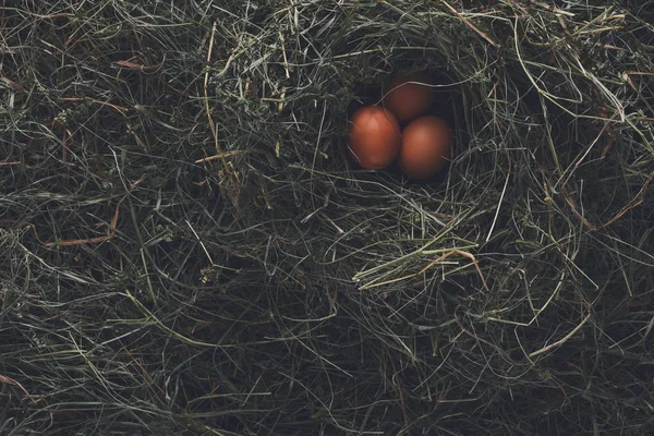 Ayam segar coklat telur di sarang di atas jerami, eco pertanian latar belakang — Stok Foto