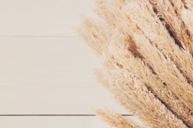 Dried fluffy cattail flower background on white wood, Top view. clipart