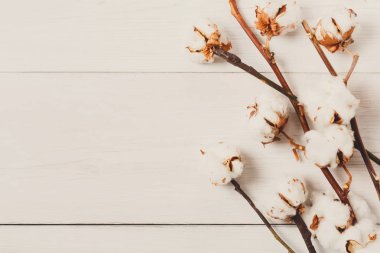 Pamuk çiçek arka plan beyaz ahşap, en iyi görünümü üzerinde kurutulmuş.