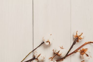 Pamuk çiçek arka plan beyaz ahşap, en iyi görünümü üzerinde kurutulmuş.