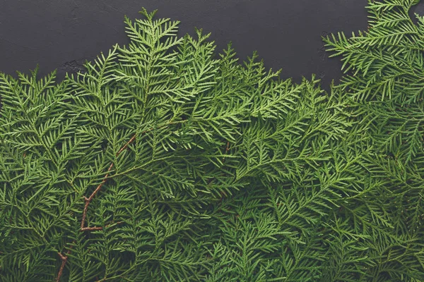 Зеленый фон ветвей туджи — стоковое фото