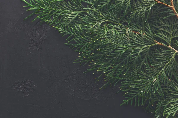 Groene thuja boomtakken op zwarte achtergrond — Stockfoto