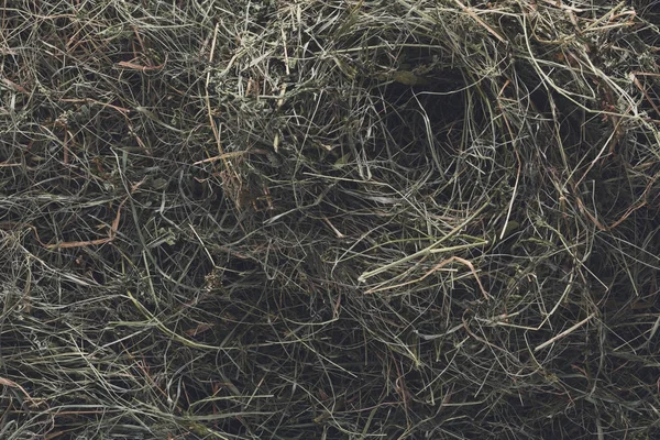 Dry grass texture and background, closeup — Stock Photo, Image