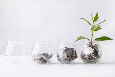 Cam sikkeler üzerinde büyüyen bitki