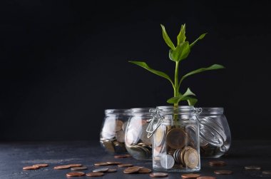 Cam sikkeler üzerinde büyüyen bitki