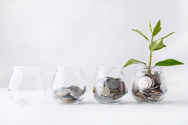Растение, растущее на монетах в стеклянной банке — стоковое фото