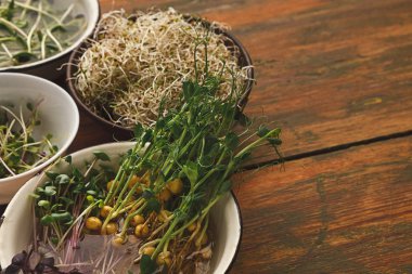 Mikro yeşillik çeşitleri