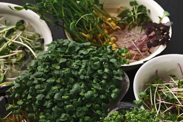 Mikro yeşillik çeşitleri