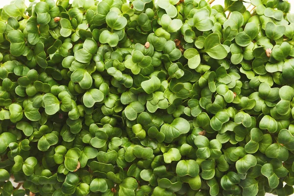 Biologische groeiende micro Groenen closeup — Stockfoto