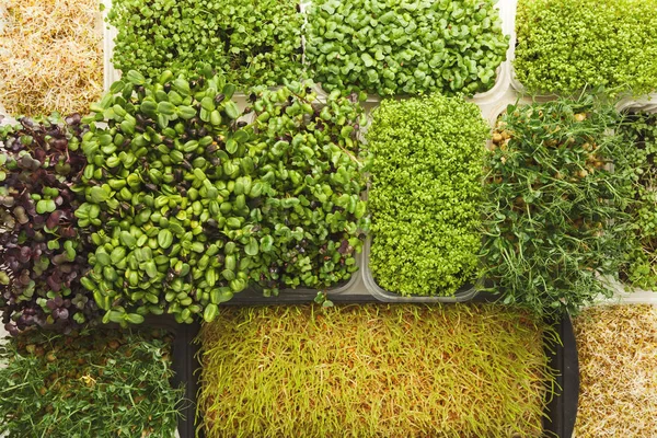 Different kinds of micro greens top view — Stock Photo, Image