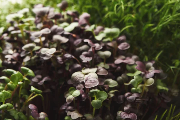 Verschillende soorten micro Groenen — Stockfoto