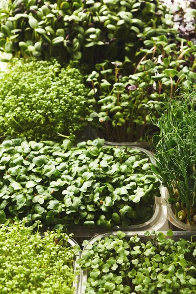 Verschillende soorten micro Groenen — Stockfoto