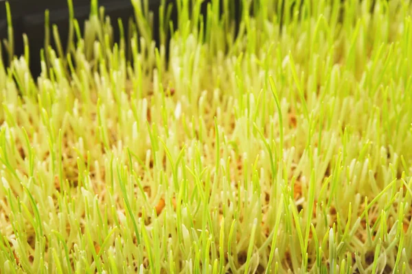 Orgánica crecimiento micro greens primer plano — Foto de Stock