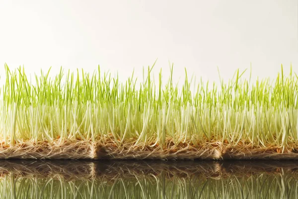 Mikrogrün aus ökologischem Anbau — Stockfoto