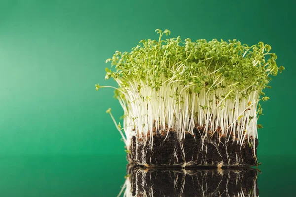 Micro verdes de crescimento orgânico — Fotografia de Stock