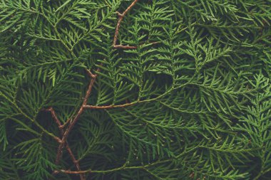 Yeşil thuja ağaç dalları arka plan