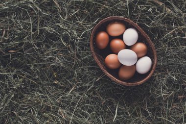 Taze tavuk kahverengi yumurta yuvada saman, arka plan tarım Eko üzerinde