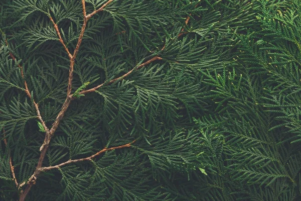 푸른 두더지 가지들의 배경 — 스톡 사진
