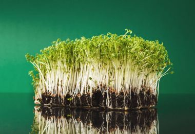 Organik mikro yeşil büyüyen