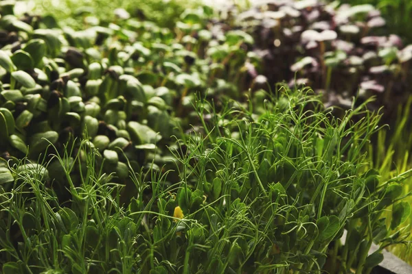 Diferentes tipos de micro verdes — Fotografia de Stock