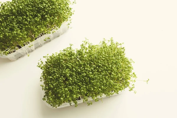 Mikro zieleni rosnących w plastikowej miski widok z góry, na białym tle — Zdjęcie stockowe