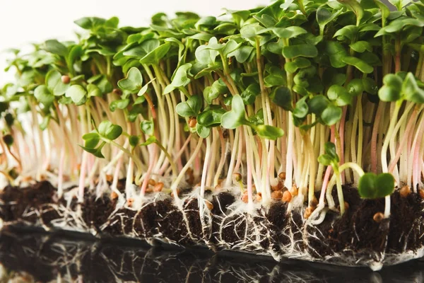 Ekologické pěstování micro zelení closeup — Stock fotografie