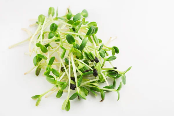 Micro greens top view isolated at white — Stock Photo, Image