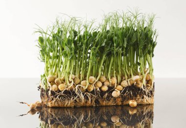 Organik büyüyen mikro Yeşiller portre