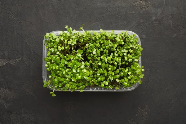 Mikro-Grünpflanzen wachsen in Plastikschalen von oben — Stockfoto