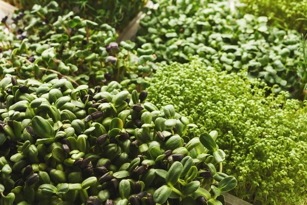 Diferentes tipos de micro verdes — Fotografia de Stock